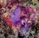 Purple Goat